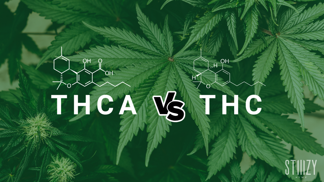 THC Vs. THCA: Understanding The Differences – STIIIZY HEMP